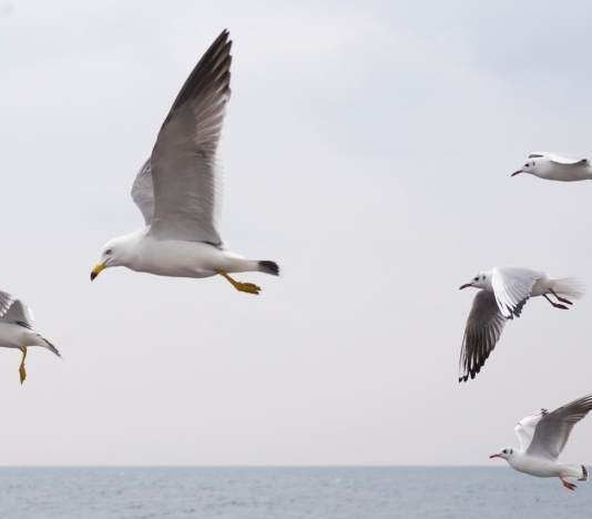 Soñar con gaviota