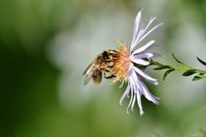 soñar con abejas