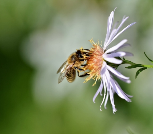 soñar con abejas