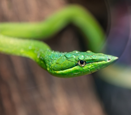 Soñar con serpientes verdes