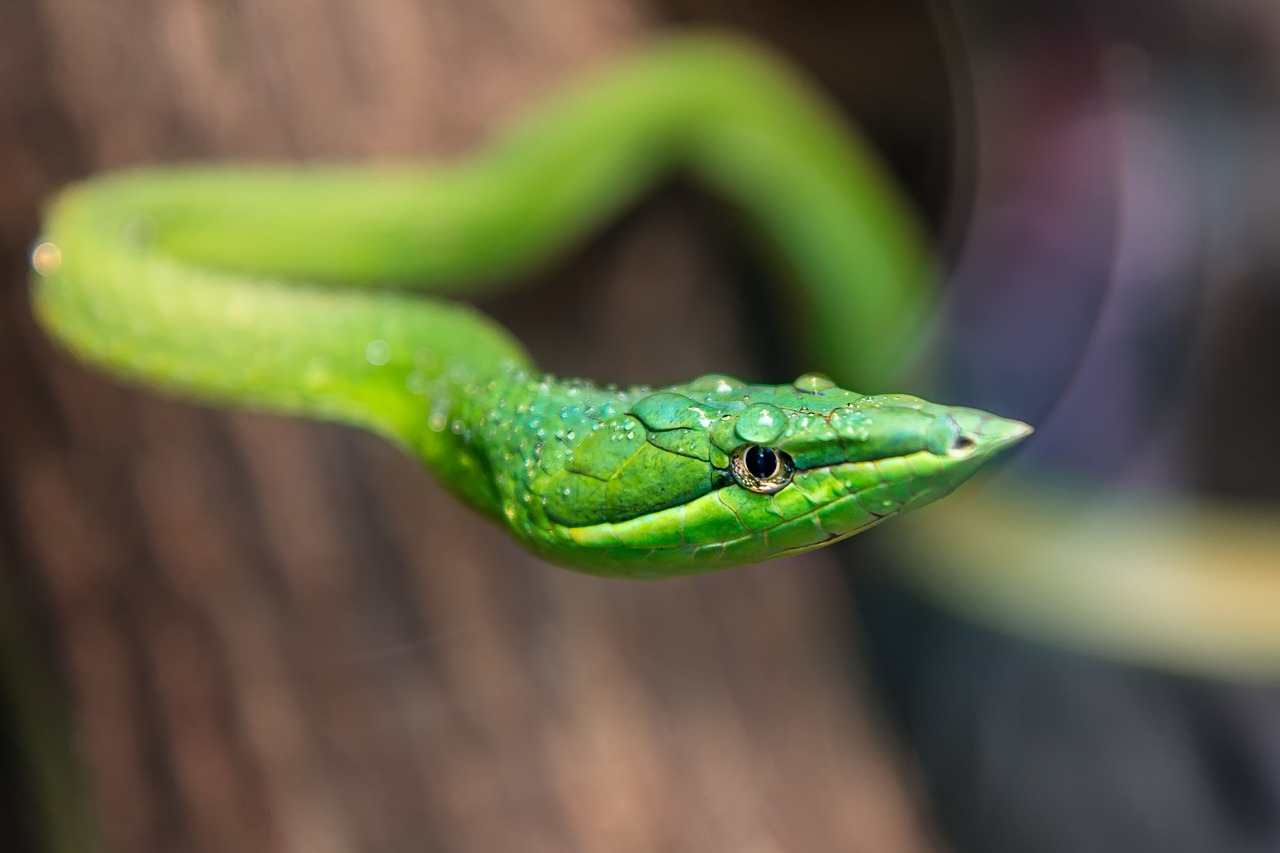 Soñar con serpientes verdes