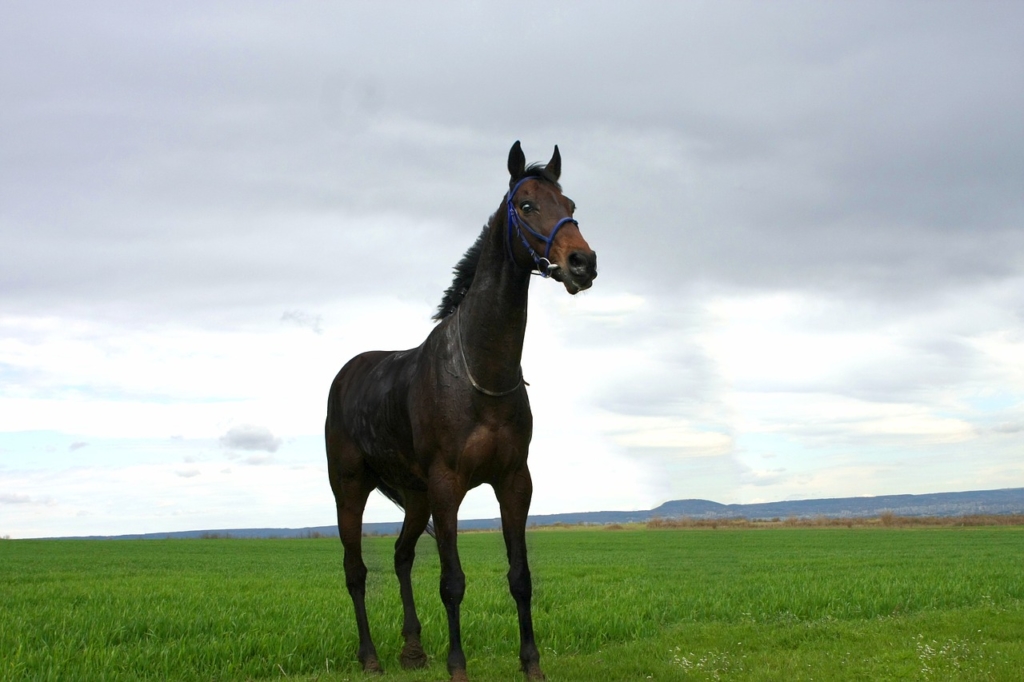 so-ar-con-caballo-negro-significado-de-so-ar