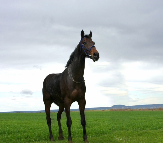 Soñar con caballo negro