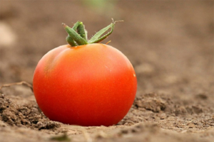 Hechizo con tomate