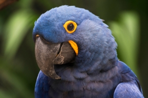 Soñar con guacamayo