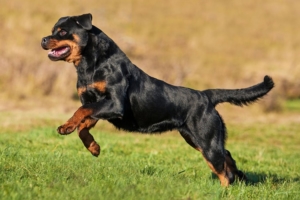 Soñar con rottweiler