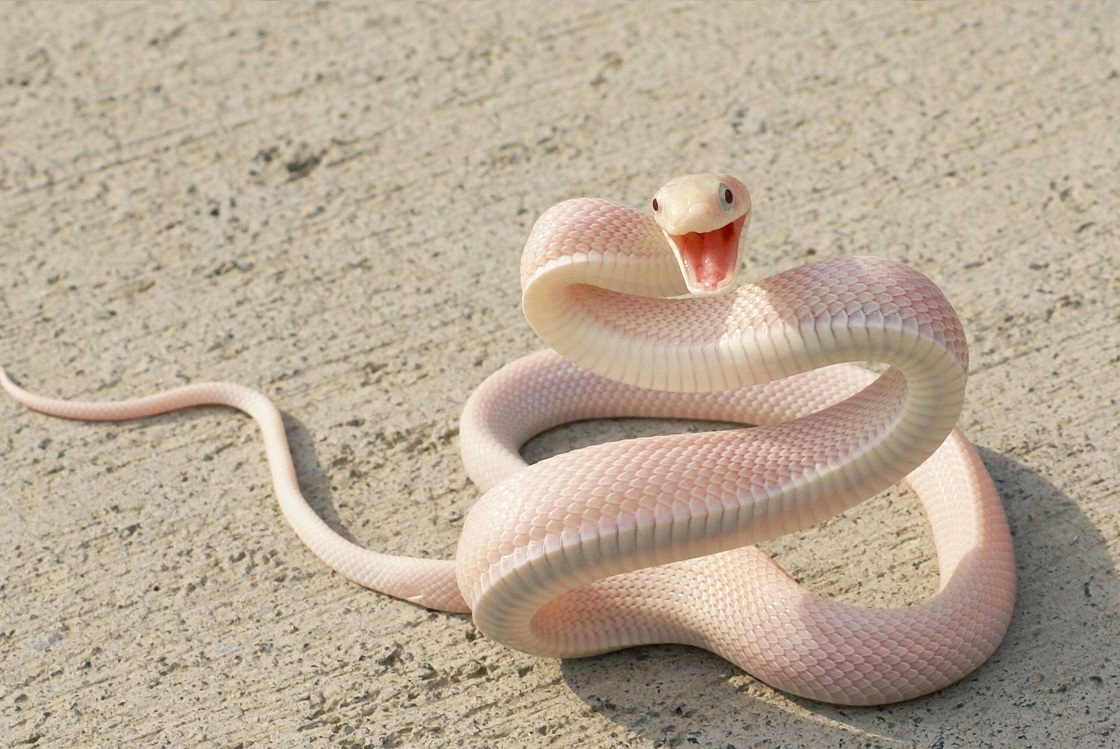 Soñar con culebra blanca