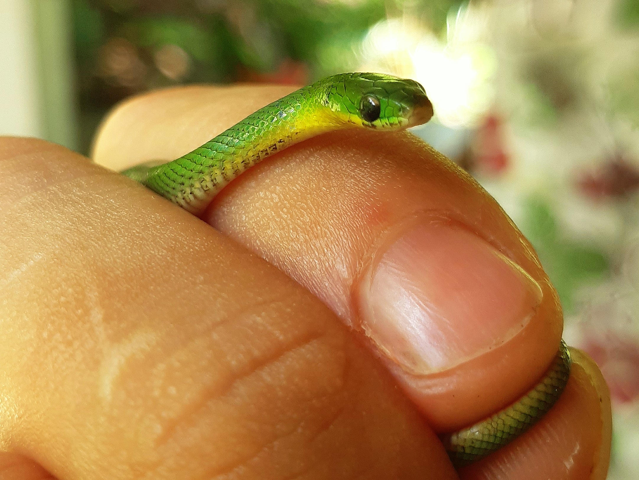 Soñar con culebras verdes