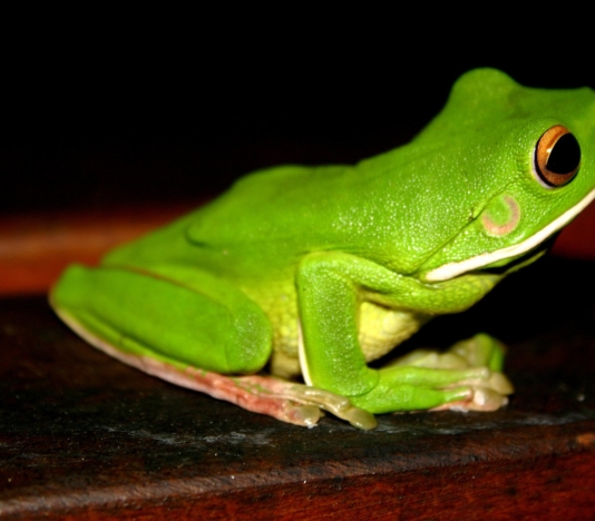 soñar con sapos verdes