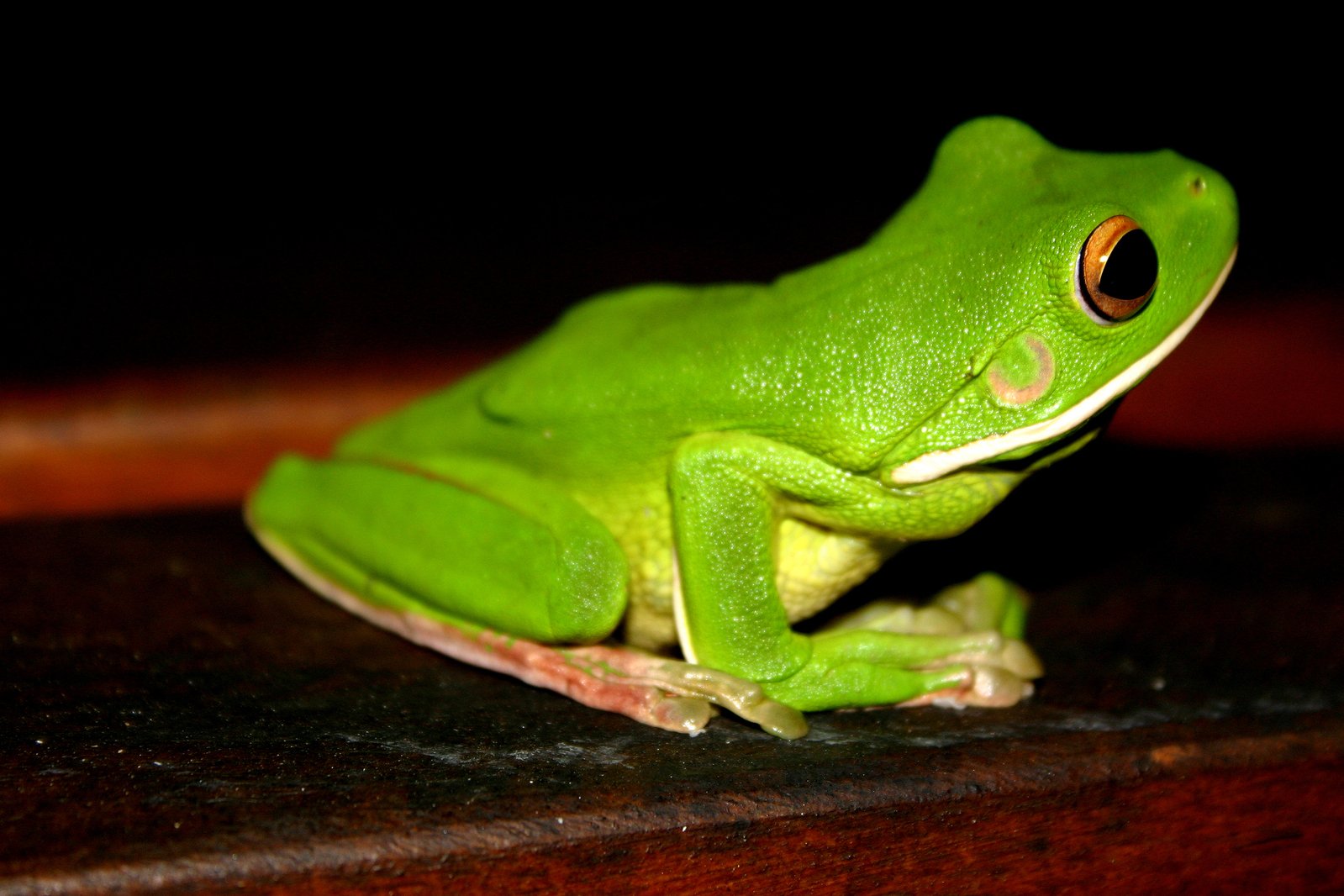 soñar con sapos verdes