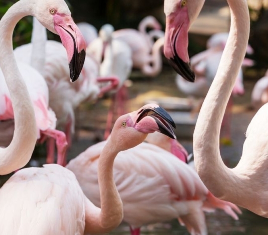 Soñar con bandada de flamencos