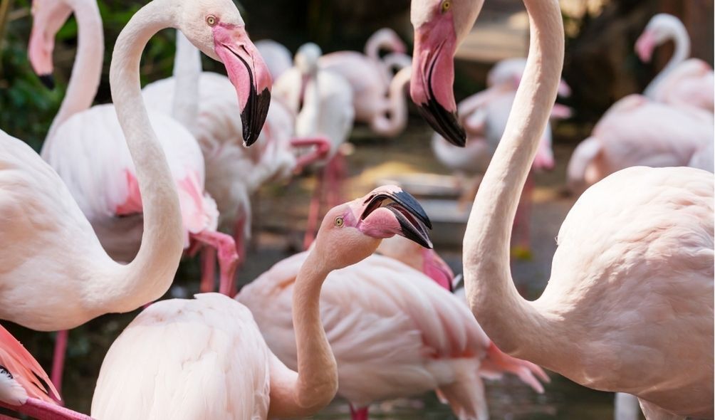 Soñar con bandada de flamencos