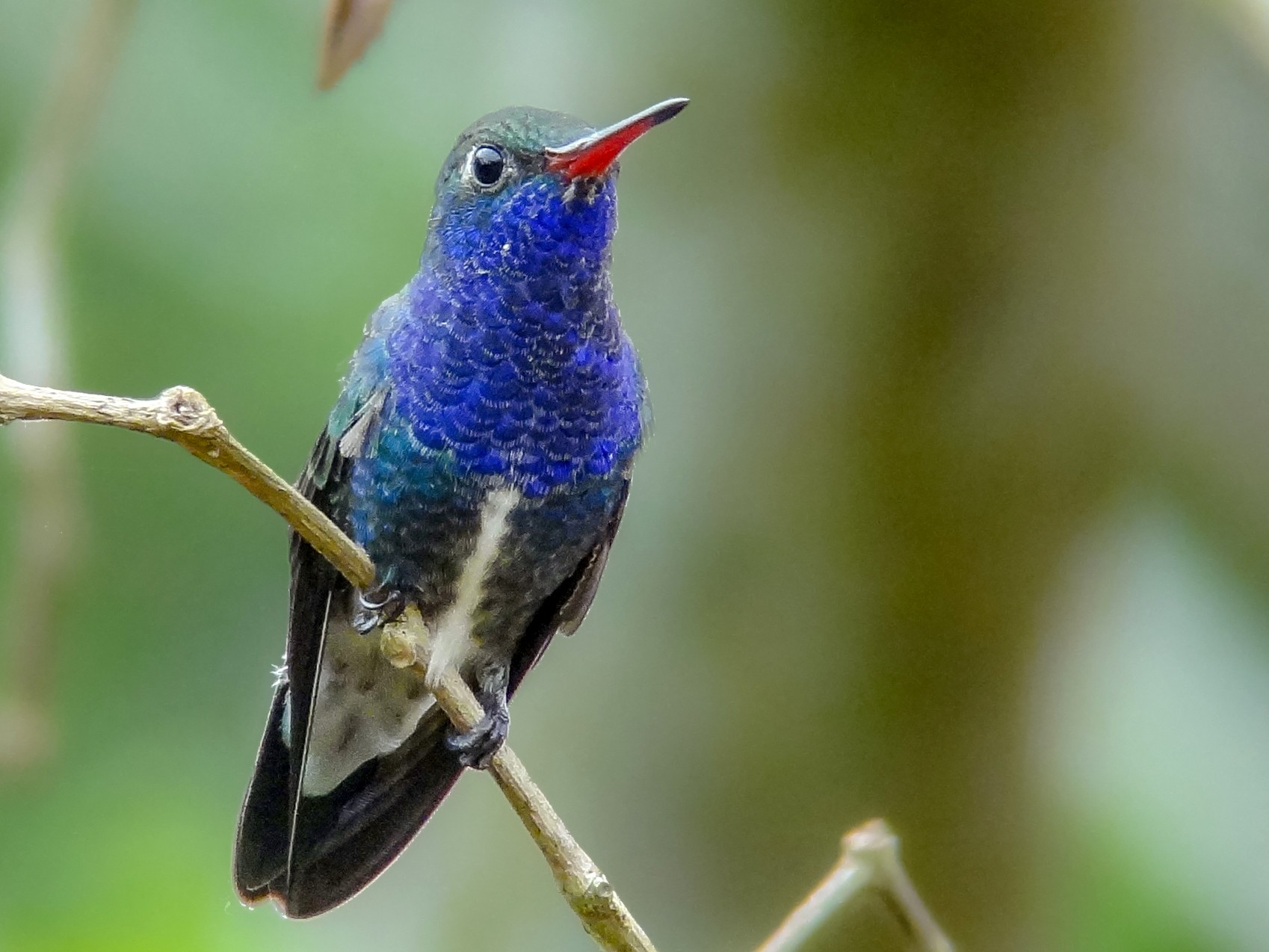 Soñar con colibrí azul