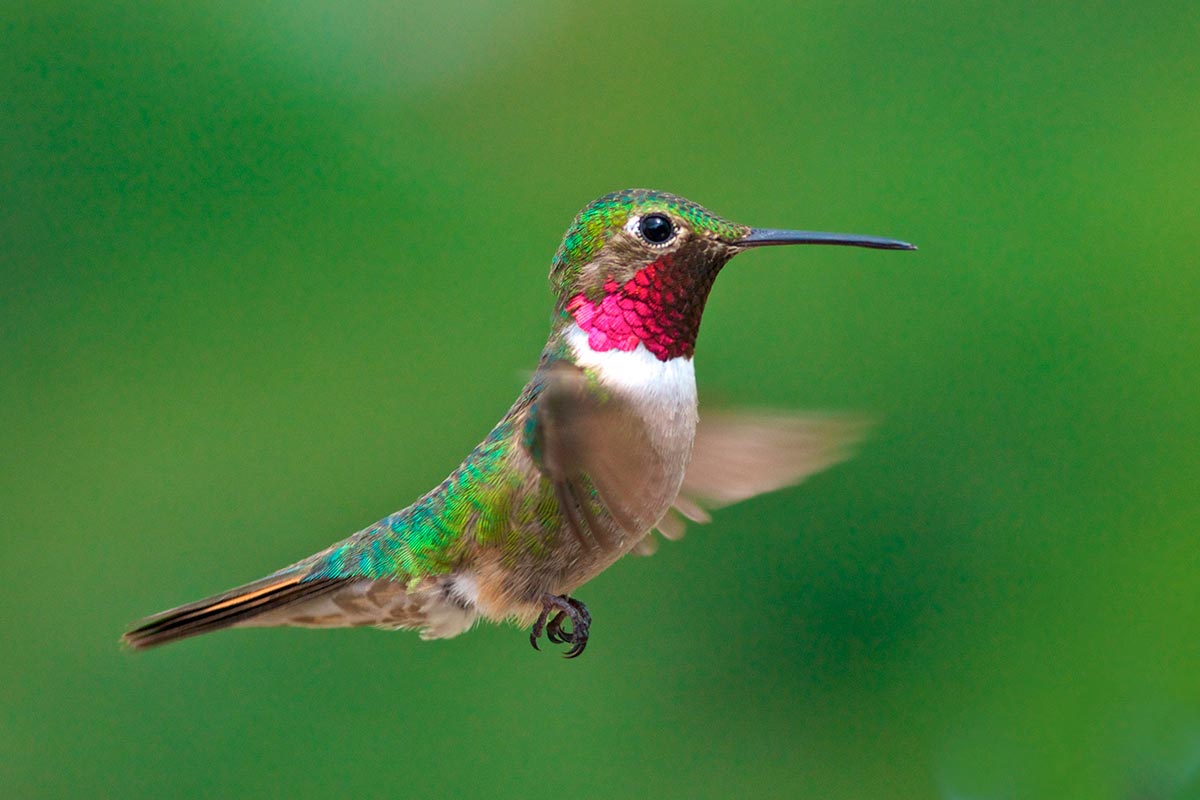 Soñar con colibri