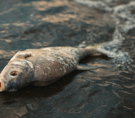 Soñar con pescados muertos