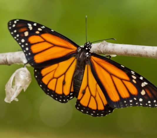 Soñar con una mariposa monarca