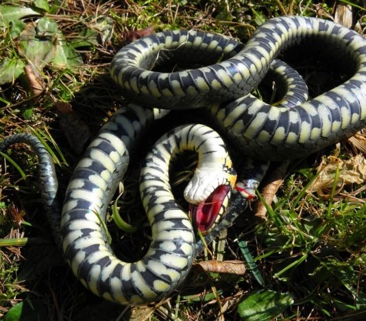 Soñar con una serpiente y matarla