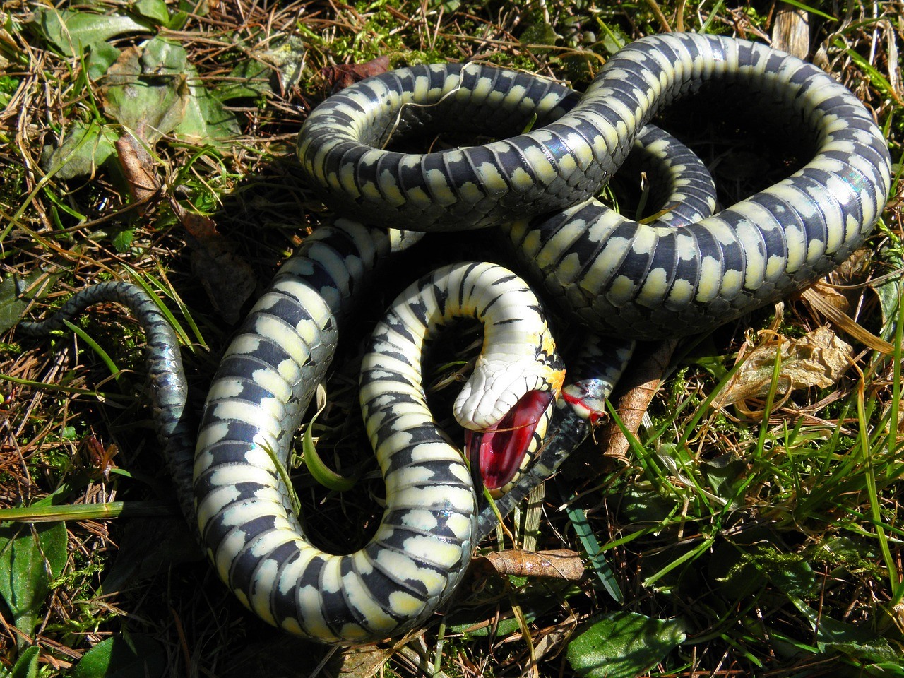 Soñar con una serpiente y matarla