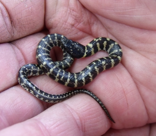 culebra blanca y negra