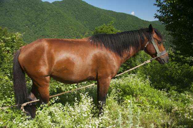 Soñar con caballo marrón