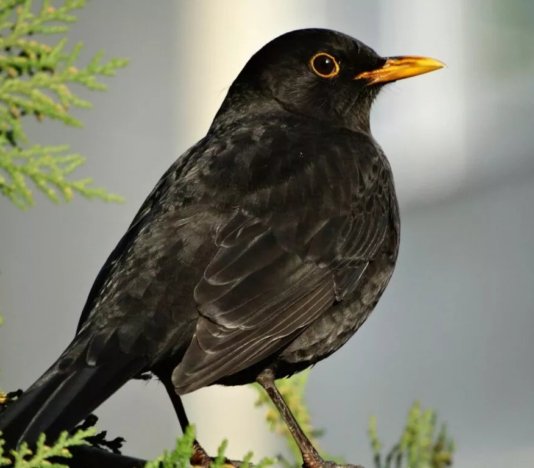 Soñar con pájaro negro