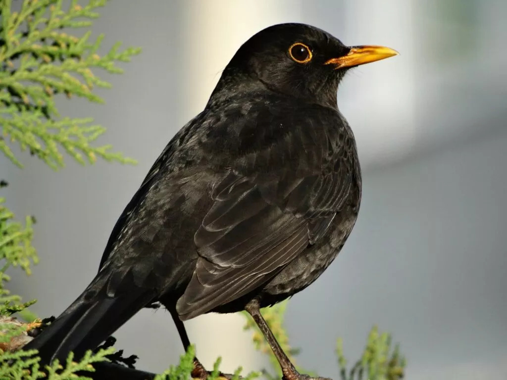 Soñar con pájaro negro