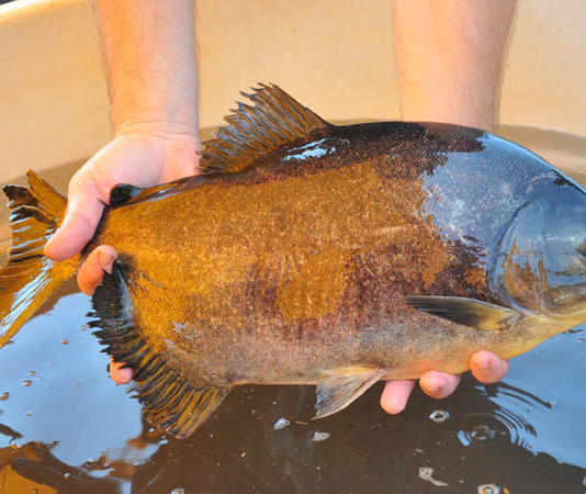 Soñar con peces vivos