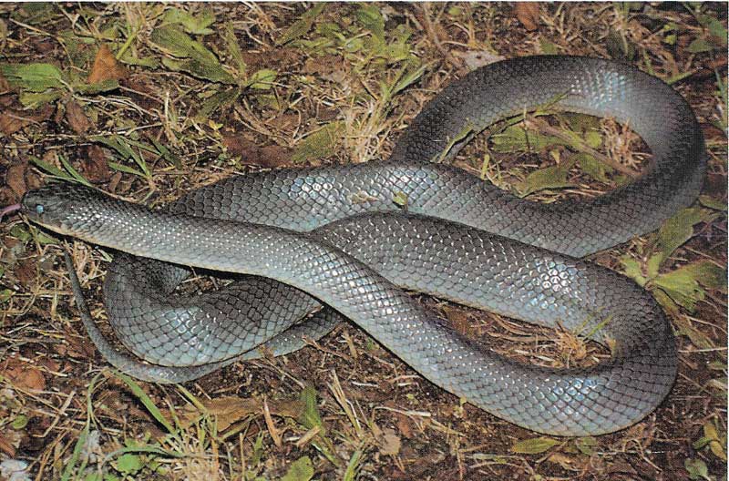 Soñar con serpiente gris