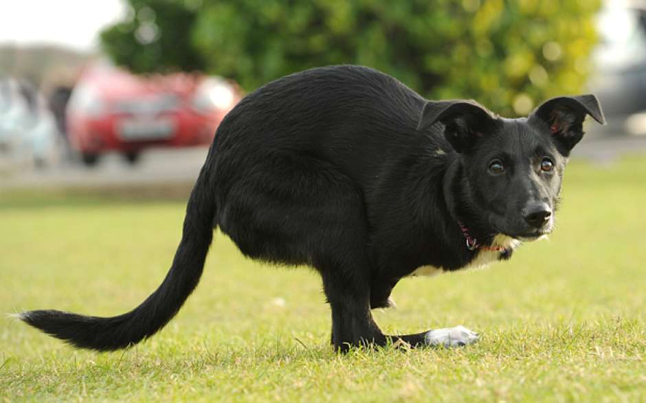 Soñar con un perro de pata cortada