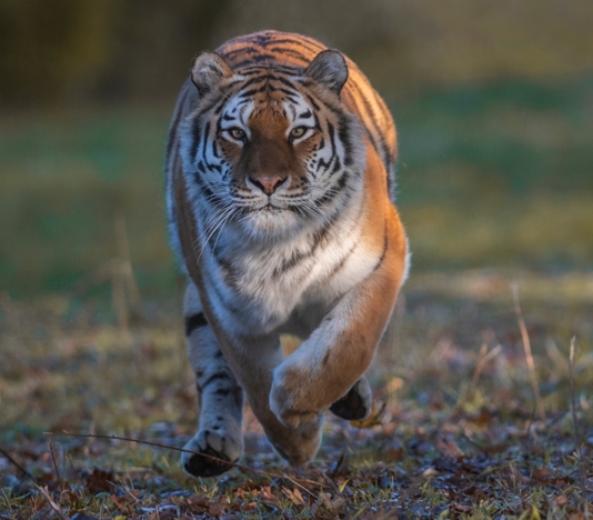 Soñar con un tigre corriendo detrás de ti