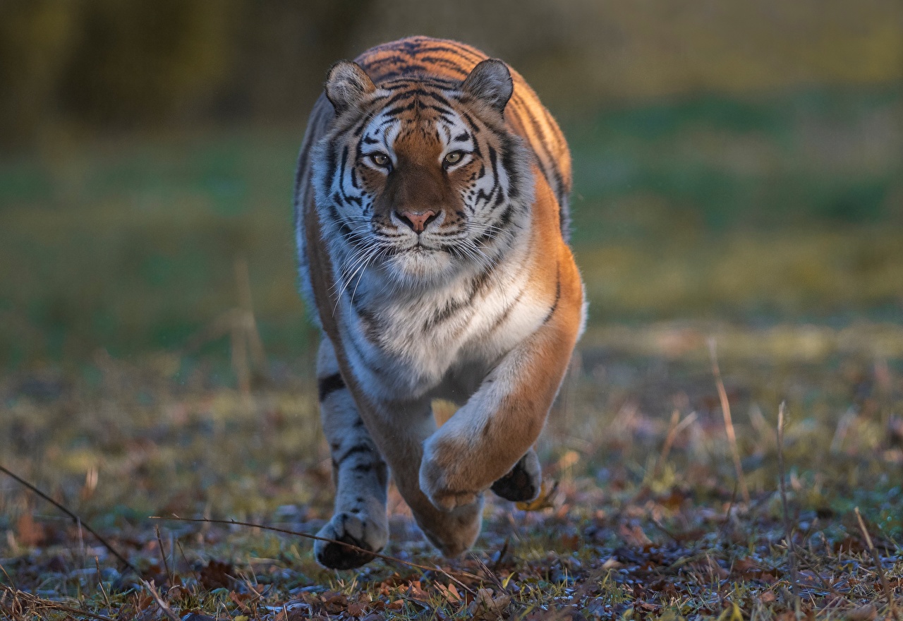 Soñar con un tigre corriendo detrás de ti