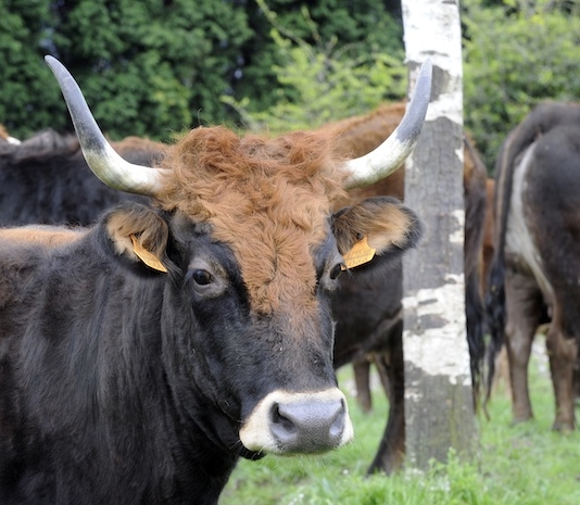 Soñar con vaca salvaje