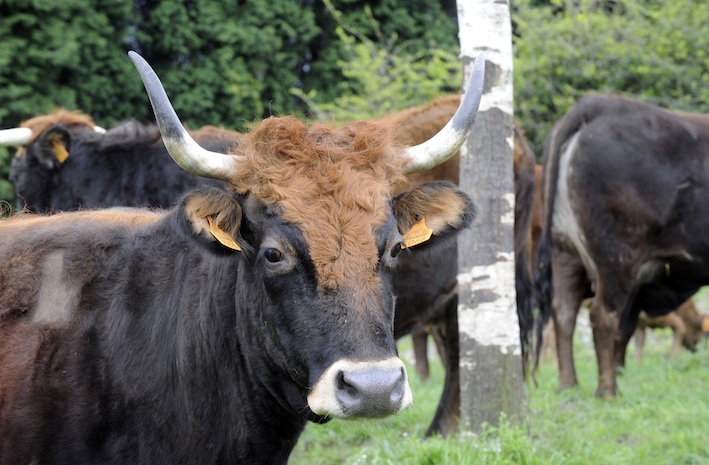 Soñar con vaca salvaje