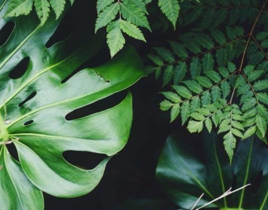 Soñar con Plantas Verdes