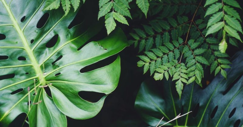 Soñar con Plantas Verdes