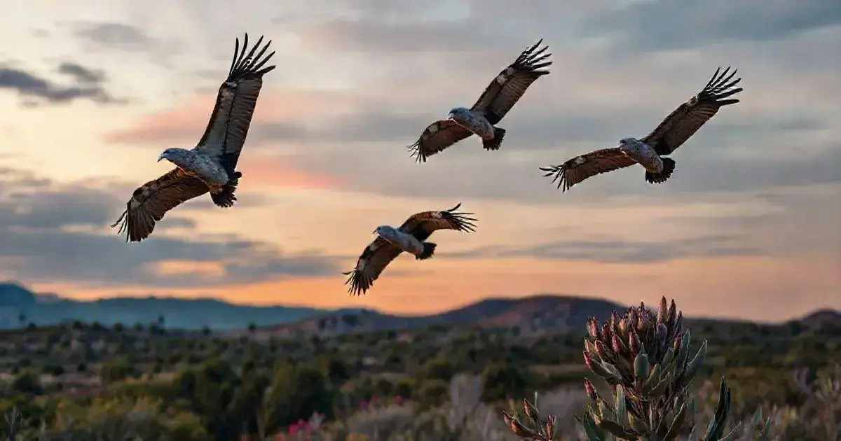 soñar con gallinazos