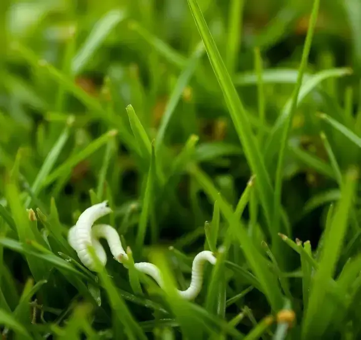 Soñar con gusanos blancos pequeños