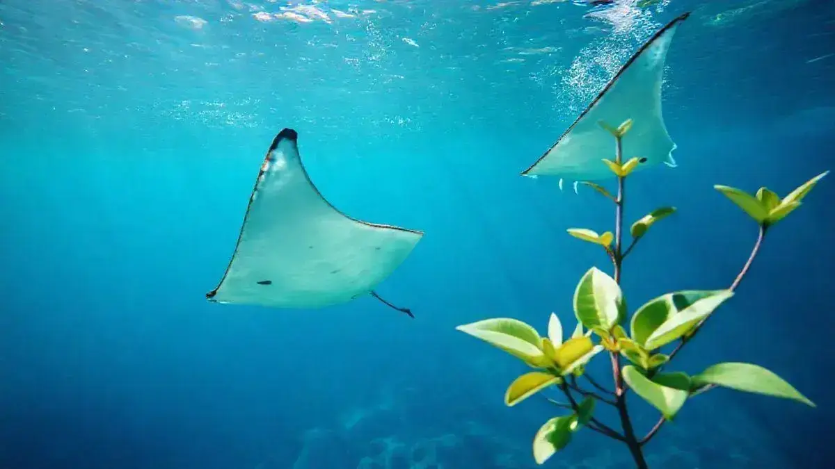 soñar con mantarrayas