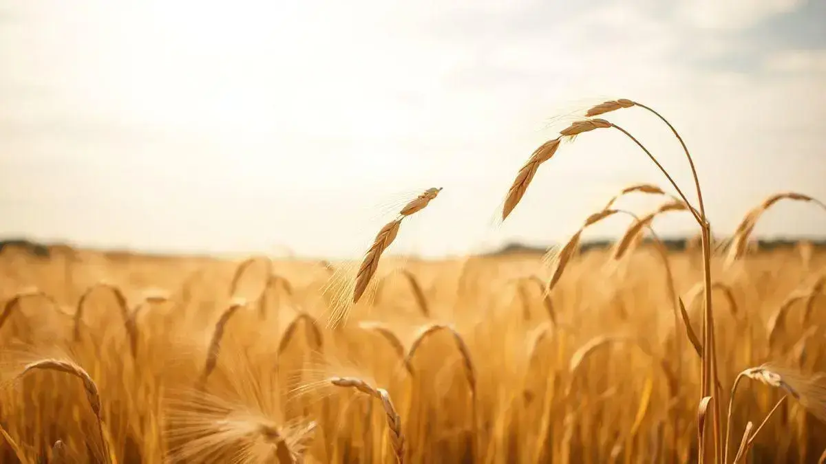 sueno la avena